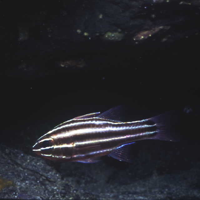 Apogon nigrofasciatus